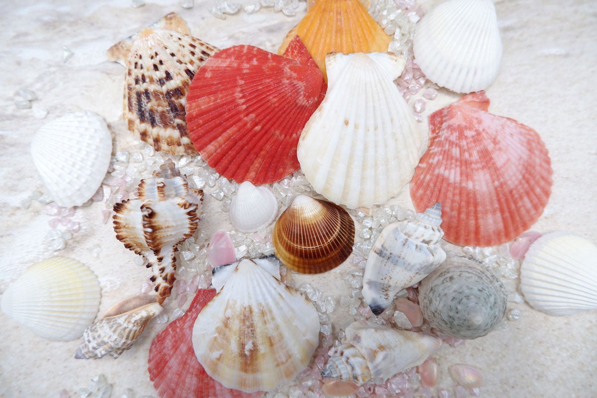 animota Special Set n.03 - Nanoha & Fate Summer Memories | animota