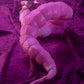 ARCANADEA Meltina