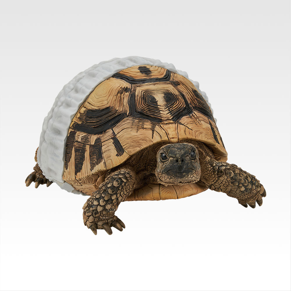 Reptiles & Amphibians -Tiny Friends- Vol. 2 Hermann's Tortoise Figure - Room Stroll Ver. [Ichiban-Kuji Prize C]