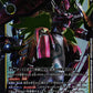 Kentaurosmon BT22-041 R