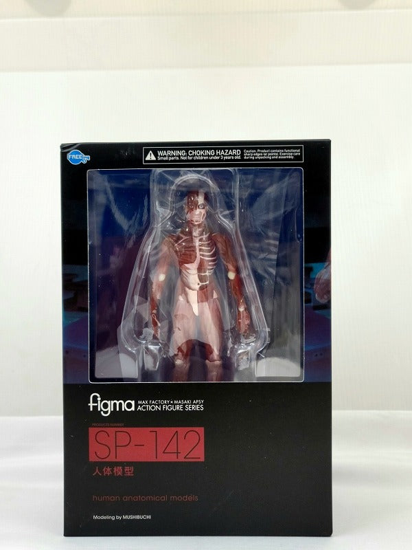 Figma SP142 Modelo anatómico humano