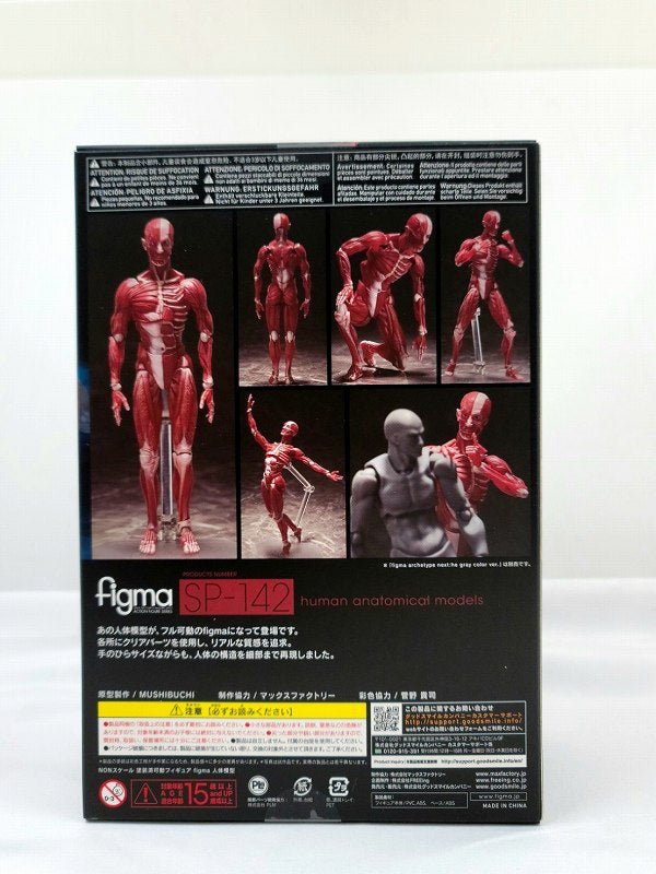 Figma SP142 Modelo anatómico humano